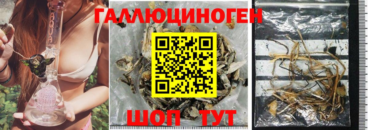 Галлюциногенные грибы Psilocybe Сердобск